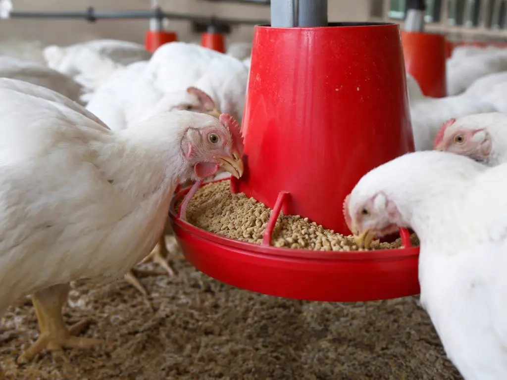 Birds at a feeder
