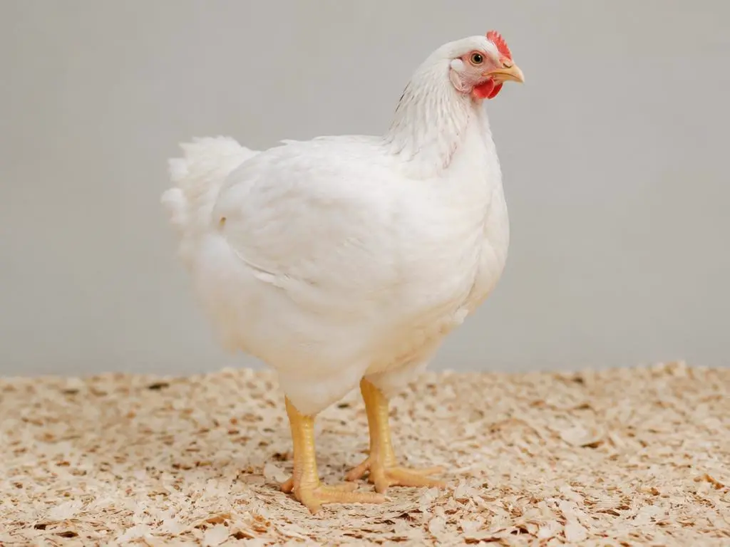 A live bird raised without chemicals or routine antibiotics